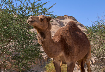 Lonely camel on it way in the remote desert region, Israel. Desert landscape on the background.