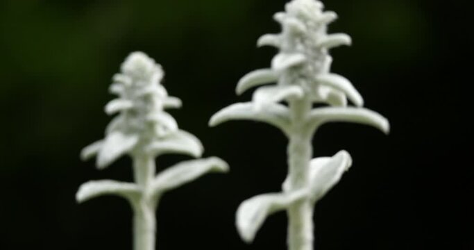 Stachys byzantina  or woolly hedgenettle.