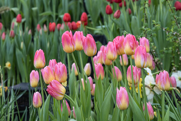 Moscow, Russia. Spring flowers on exhibition in the Botanic Gardens of Moscow State University The Apothecaries garden