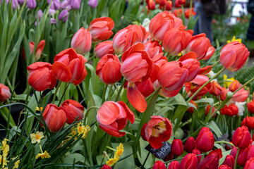 Pinky red Darwin Hybrid tulips Big Chief bloom in a garden