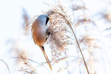 wąsatka samiec ptak na trawie