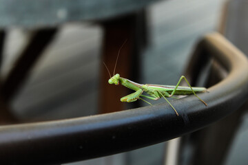 Praying Mantis Seen in Texas 
