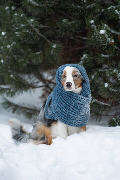 Australian Shepherd. Hipster Dog. Chilly Puppy In A Knitted Scarf Sits Outside Under A Snowfall