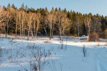 A winter photograph of trees showing off light and shadows.