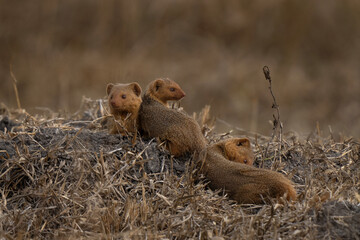 Dwarf mongoose in the Lake Mburo National park. Family of mongoose near the den. African wildlife. 