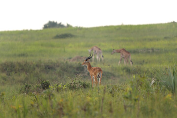 The Ugandan kob in the Murchison Falls national park. Safari in Uganda. African wildlife. 