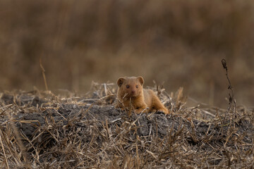 Dwarf mongoose in the Lake Mburo National park. Family of mongoose near the den. African wildlife. 