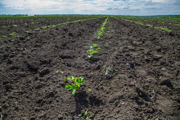 young watermelon seedlings growing on the vegetable bed