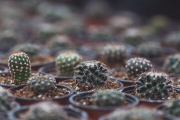Different cacti in orangery