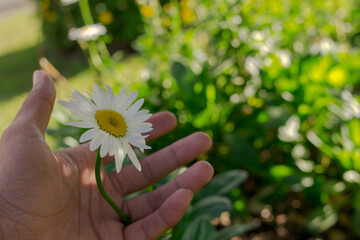 close portrait of male hand caressing a daisy flower