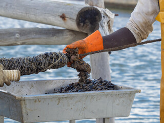 Fishermen embedding mussels in a rope for industrial seafood farming