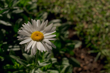 close portrait of cute daisy flower