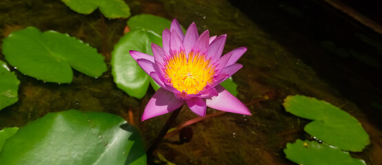 Close-up of a purple lotus flower in a decorative pond