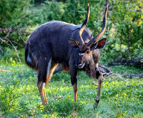 Nyala bull with big horns grazing in the bush by the water.