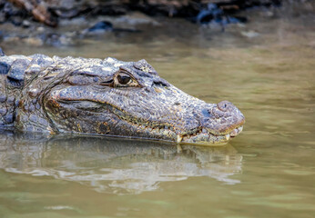 Head of crocodile on the surface of the water in close-up.