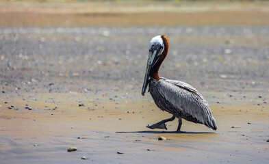 Pelican walks along a sandy beach above the surf line.
