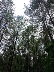 Fototapeta premium trees in the forest