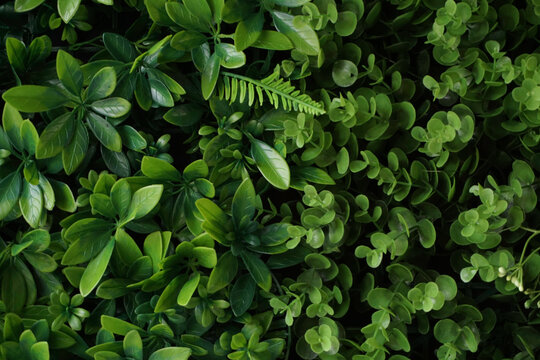 A Close Up Of Green Leaves Background. Nature Concept. Copy Space.