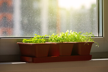 Microgreen sprouts in the ground and leaves close-up. Young green seedlings. Growing greenery at home on the window. Microgreen in a pot. Home garden, greenhouse.