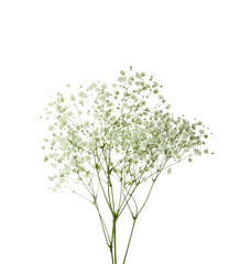 Beautiful gypsophila flowers isolated on white background, closeup