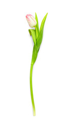 Delicate tulip isolated on white background