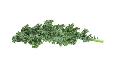 Fototapeta premium Kale leaf salad vegetable isolated on white background