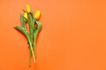 Yellow tulips on color background