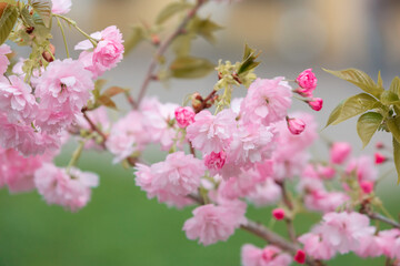 Cherry blossoms close up. Nature floral background. Pink sakura flowers in spring. Seasonal wallpaper. Cherry blossom branch on blurred background.