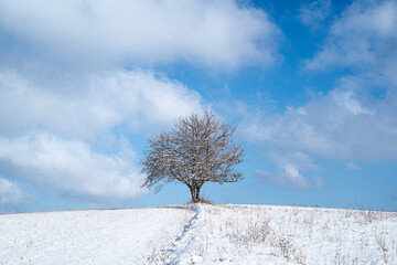 tree in the snow under cloudy day