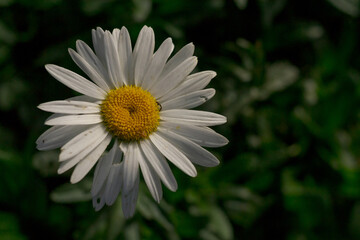 close portrait of cute daisy flower