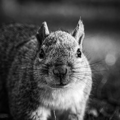 squirrel in the park