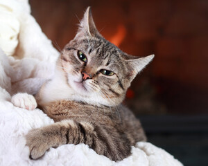 Little cute Cat lying on white fur .Kitten with green eyes close up. Cat on a background of fire in the fireplace. Care concept. Place for text. Striped little kitten sitting in the arms of a woman