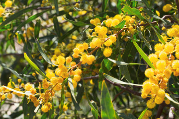 Blooming mimosa branches, Acacia pycnantha. Spring floral natural background concept. Copy space