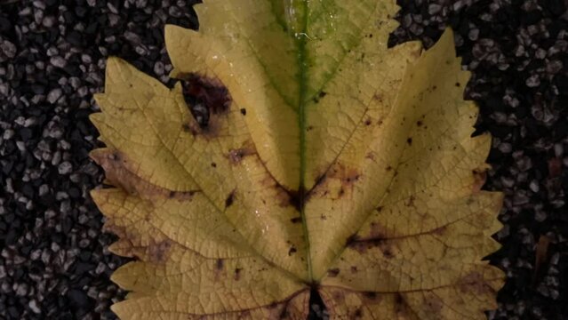 Autumn leaves on the floor of a garden in the afternoon
