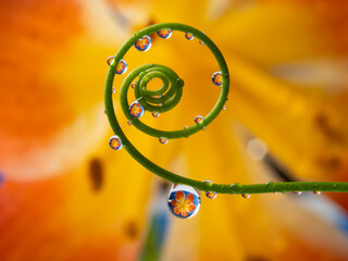 flower and rain drops - macro photography