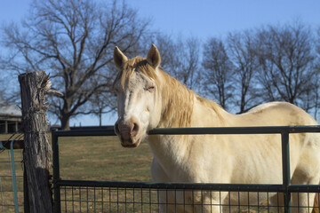 White horse standing at fence in pasture