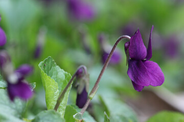 Magnolia viola