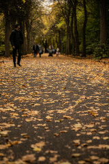 Personnes qui marchent dans un parc en automne. Allée recouverte de feuilles. Rangée d'arbres. Homme qui se promène. Femme qui se balade. 