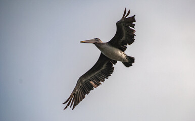The Pelican