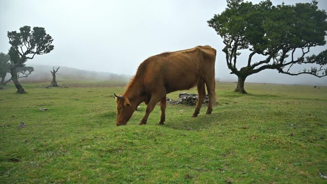 HDR4K. A brown cow eats grass in the fields. Around fog and laurel forest on Madeira island in Portugal