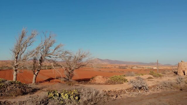 Drone view of Valle de Ortega, Fuerteventura: skeletons of trees and red earth. Canary Island, Spain