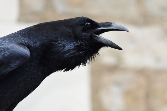 Head Shot Of A Squawking Raven