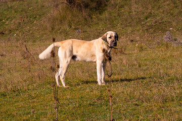 dog in the field