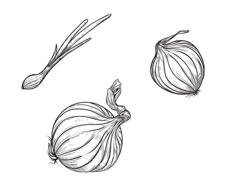 Hand drawn sketch black and white of onion, slice. Vector illustration. Elements in graphic style label, card, sticker, menu, package. Engraved style illustration.