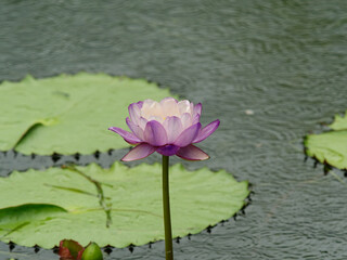 Summer flowers series, beautiful waterlily blossom in pond, close up image.