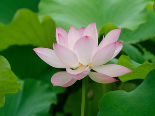 Summer flowers series, beautiful pink lotus flower blossom in lotus pond, close up image.