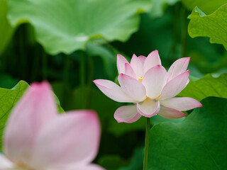 Summer flowers series, beautiful pink lotus flower blossom in lotus pond, close up image.