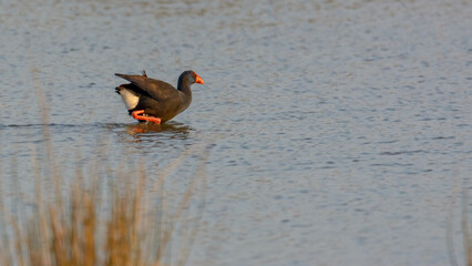 purple gallinule (Porphyrio porphyrio) wading wetland in search of food in natural park of mallorca spain