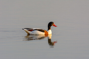 Common Shelduck (Tadorna tadorna) swimming in wetland, natural park of mallorca spain