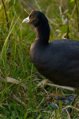 Common coot, (Fulica atra) close-up wild water bird in a lake, swimming, early spring, wildlife in natural park mallorca spain